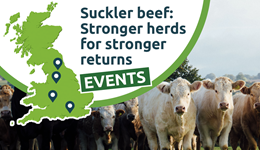 Cheshire: Suckler beef – health, nutrition and what’s next